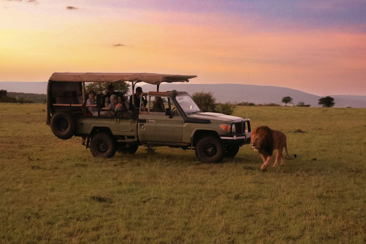 A lion viewed from a safari vehicle in Africa