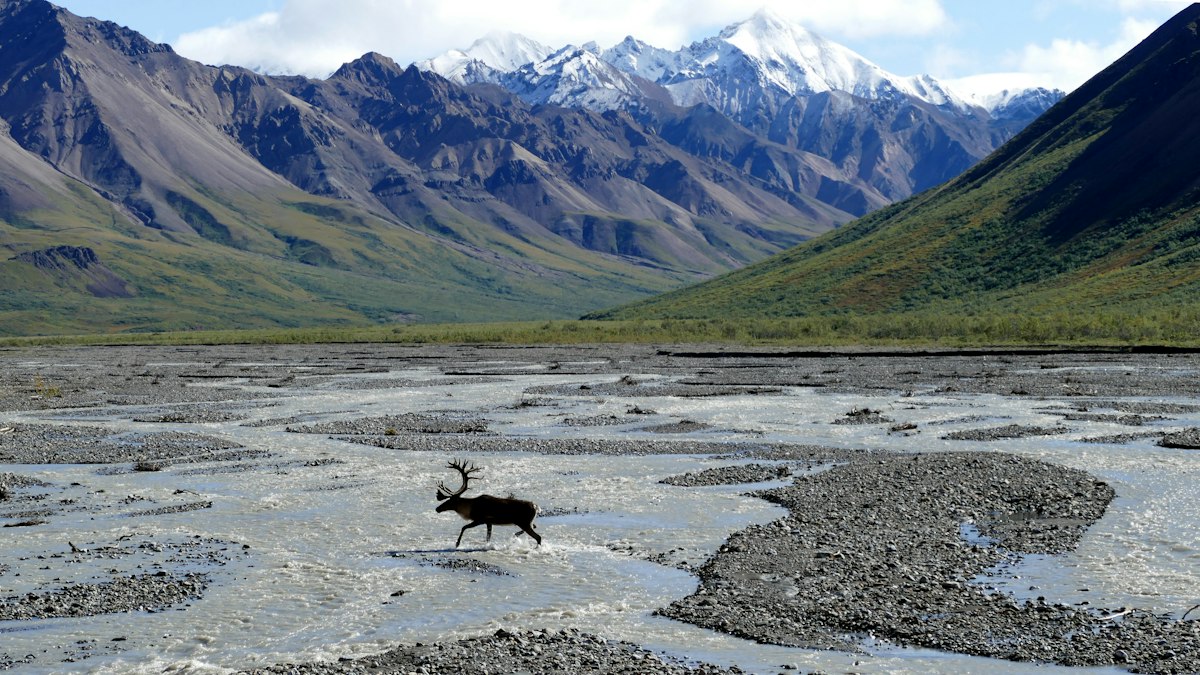 A moose near water with mountains in the background, Alaska